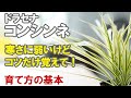 ドラセナ・コンシンネの育て方　植え替えや根腐れ、肥料など基本的なお話