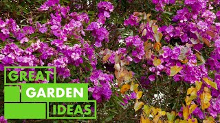 Purple plants in your Garden | GARDEN | Great Home Ideas