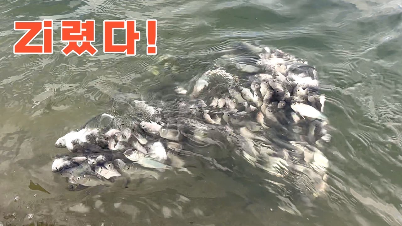한방에 300마리! 투망 터질뻔 했습니다!