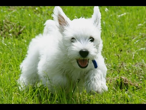 Video: West Highland White Terrier Nasıl Seçilir