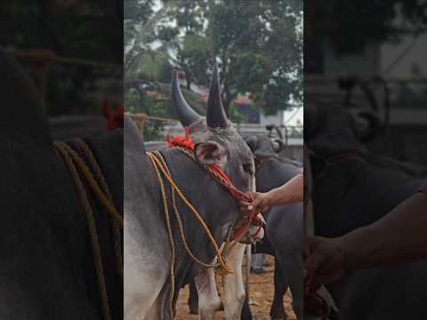 Kangayam kala