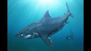 Megalodon Sound Effect