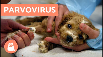 ¿Puede un humano contraer la parvovirosis de un perro?