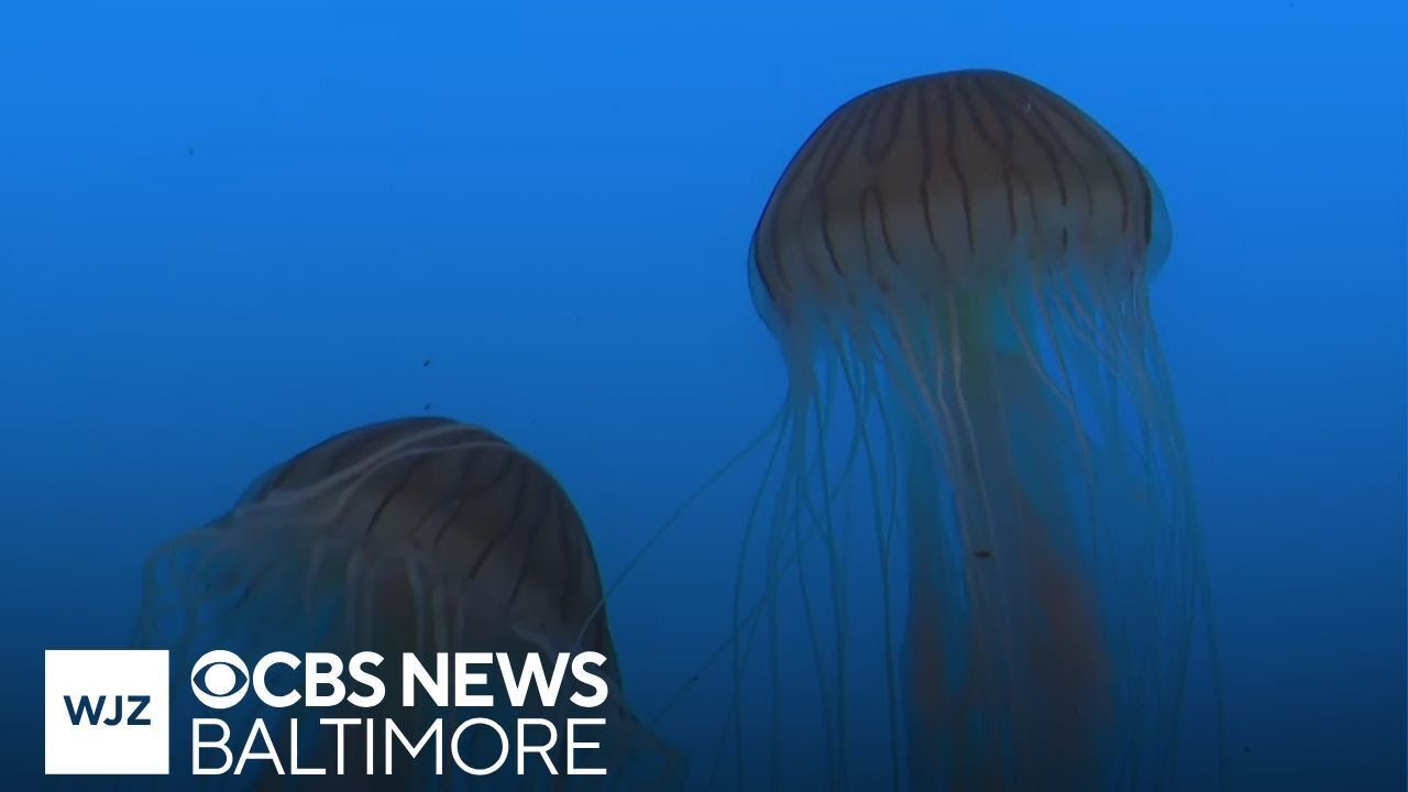 Where’s Marty: Visiting the National Aquarium in Baltimore for the jellyfish exhibit