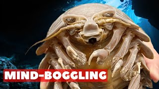 The Rise of Giant Isopods: The Terrifying Oceanic Takeover
