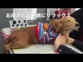 痛くない・こわくない　犬の椎間板ヘルニアの針治療