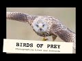 BIRDS OF PREY - 9 hours in a hide doing close-up photography of raptors