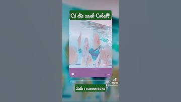 cá dia xanh cobalt loại đẹp