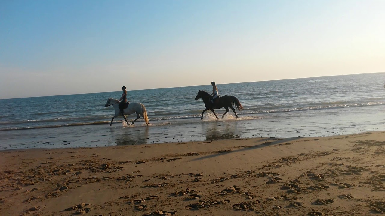 Centre équestre Le Haras Des Evières Sur Lile De Ré Le