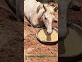 허리 다친 말을 위한 특별한 땅굴 치료법