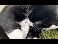 こんな関係見たことありますか？？(*´꒳`*)★猫とハムスター★ 【73】Have you seen it yet? 🐭❣️🐾cat and hamster✨😁