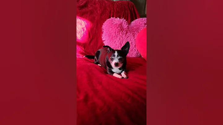 VALENTYNE ENTERPRISE CHIHUAHUA TINY TINA AVAILABLE...