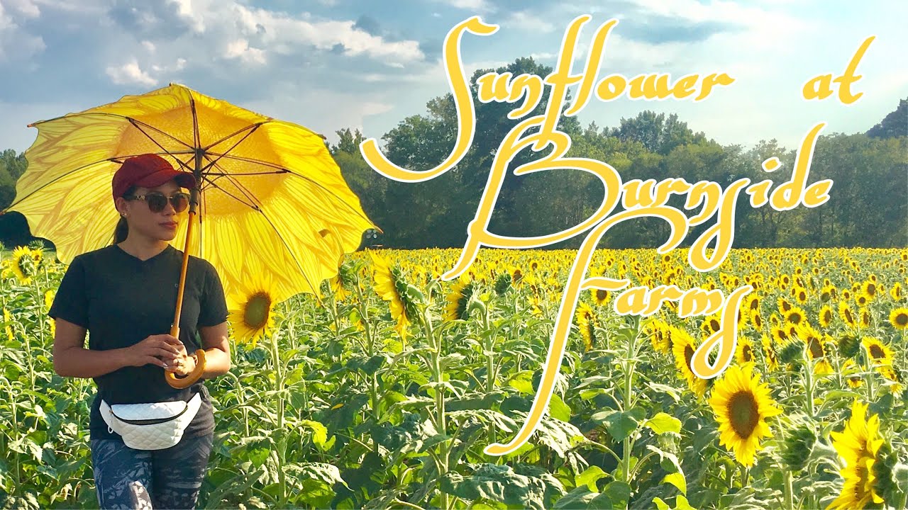 Sunflowers at Burnside Farms Sunflower Festival Farm YouTube
