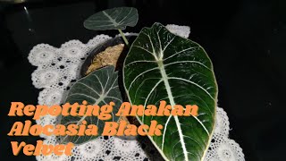 MEMISAHKAN DAN MENANAM  ANAKAN  ALOCASIA BLACK VELVET