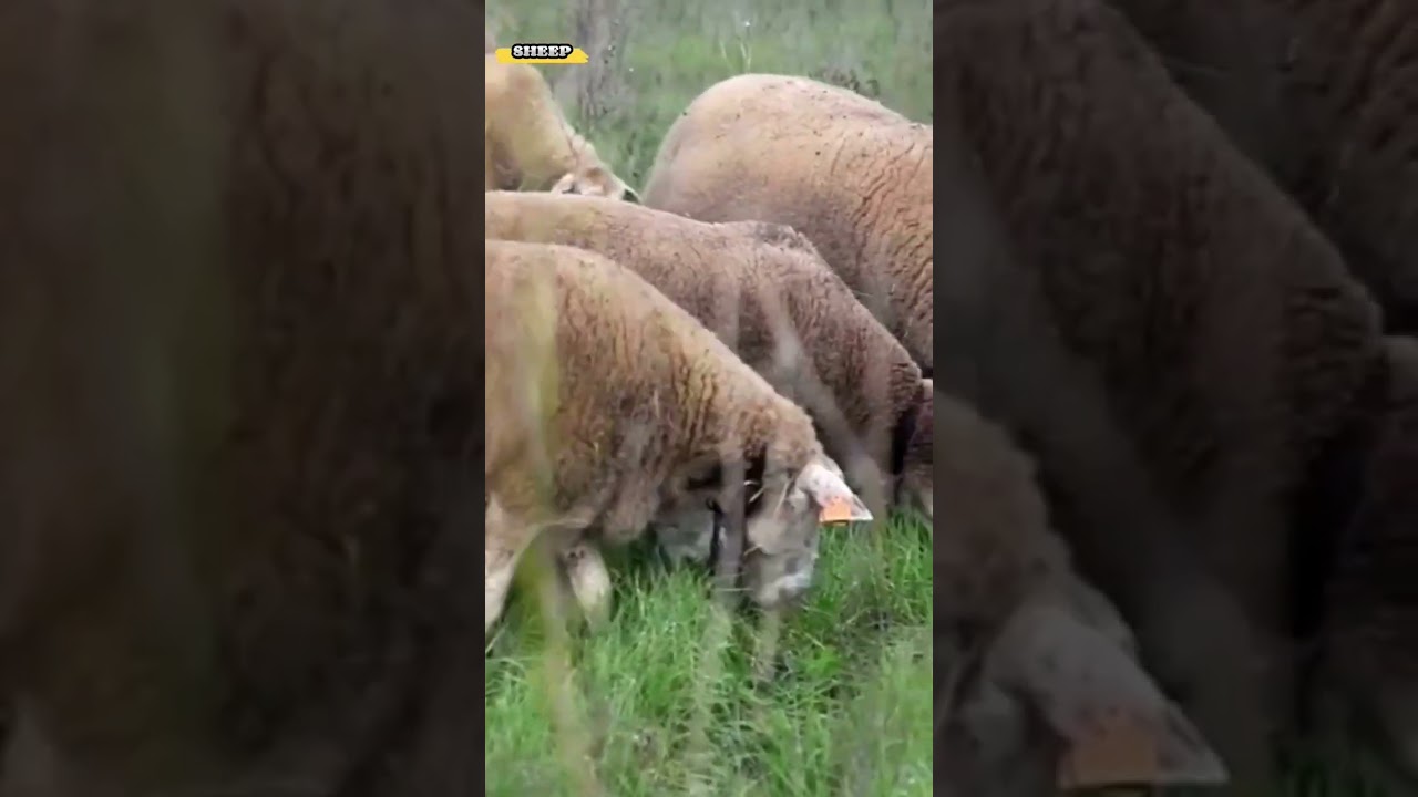 Sound sheeps #shorts #animalsounds #animals #animaluniverse