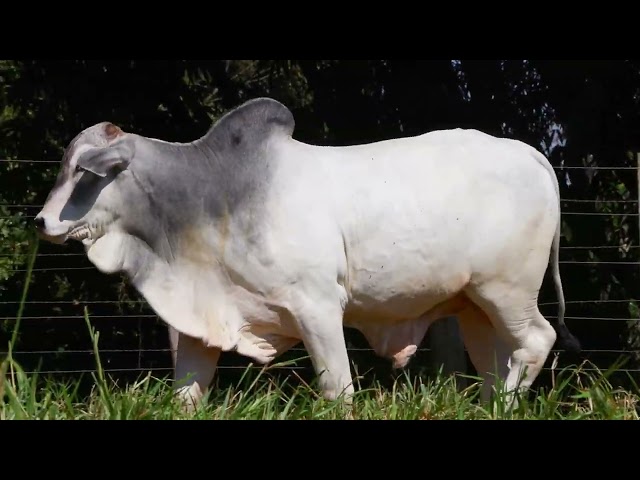 Lote 49   Leilao Mocho Brasil