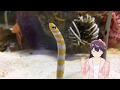 【大興奮♡】アオの好きなチン◯◯◯