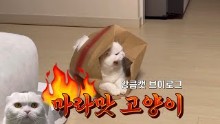 vlog 앙큼캣 모찌의 일상 모음집 zip  | 고양이 브이로그