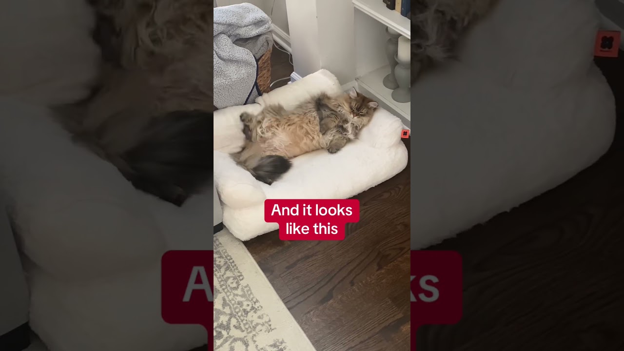 Cozy Pet Couch Bed – Perfect for Cats & Dogs! 