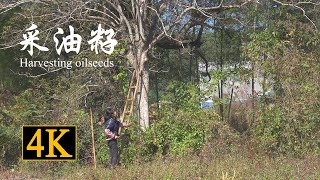 這種烏黑的果籽，它竟然能榨取營養健康的食用油|Harvesting oilseeds【鄉野蓮姐】@4K