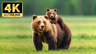 4k Animal Kingdom  A Beautiful Wildlife Journey With Calming