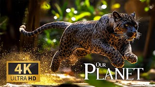 Animals RainForest Our Planet 4K 🐾 Discover Nature’s Serenity with Relaxing Piano Music 🎶