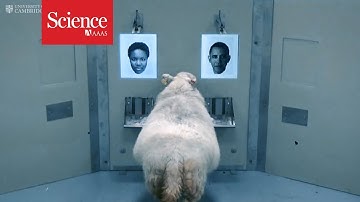 Sheep have advanced facial recognition abilities