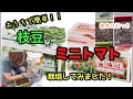 観察日記【栽培セット】おうちで枝豆とミニトマトを育ててみました。