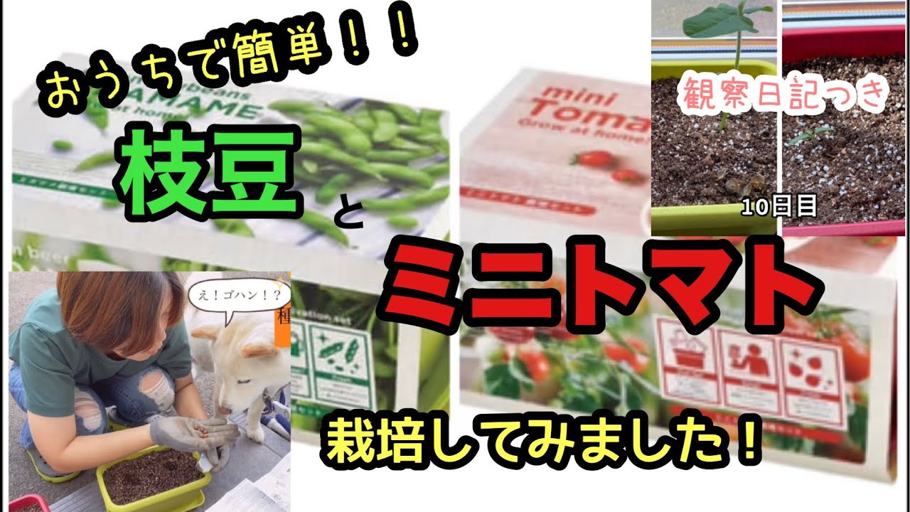観察日記【栽培セット】おうちで枝豆とミニトマトを育ててみました