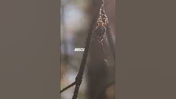 Top 10 Most Dangerous Spiders