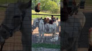 Chickens Relax on Donkey&#39;s Back - 1496515