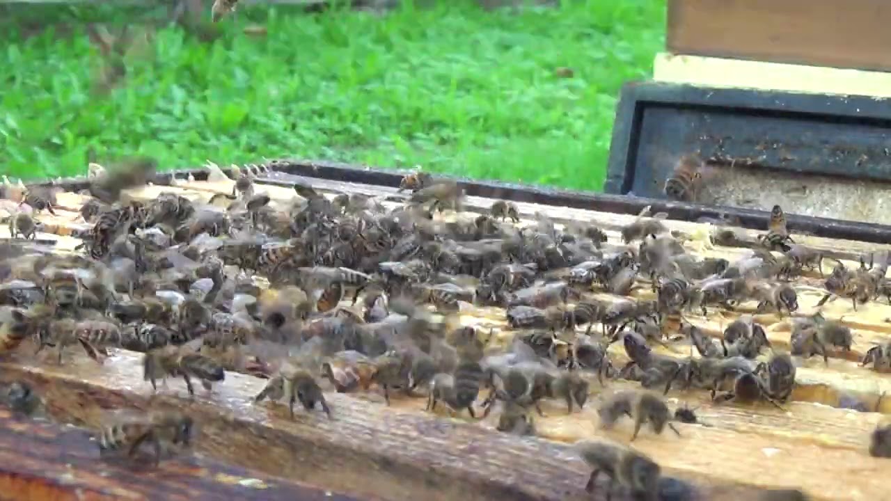 Słoneczne miody - Łączenie rodzin pszczelich 20.09.2020