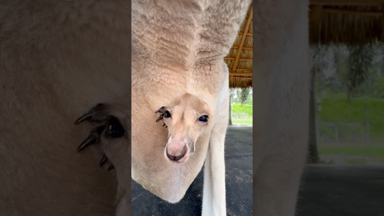 Кенгуру Джоуи «Эй, дружок!» — самые милые! Посетите наших УДИВИТЕЛЬНЫХ 