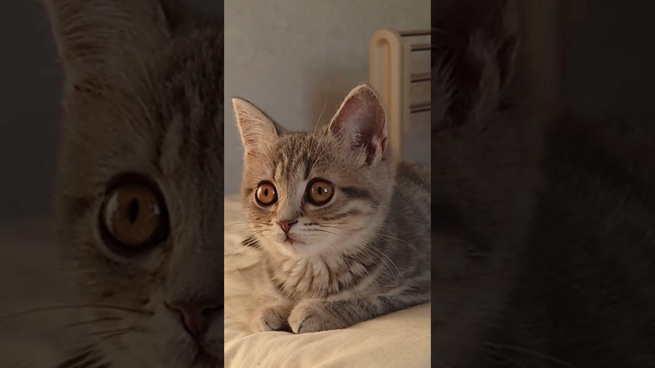 メル 生後3ヶ月 #子猫　#スコティッシュフォールド