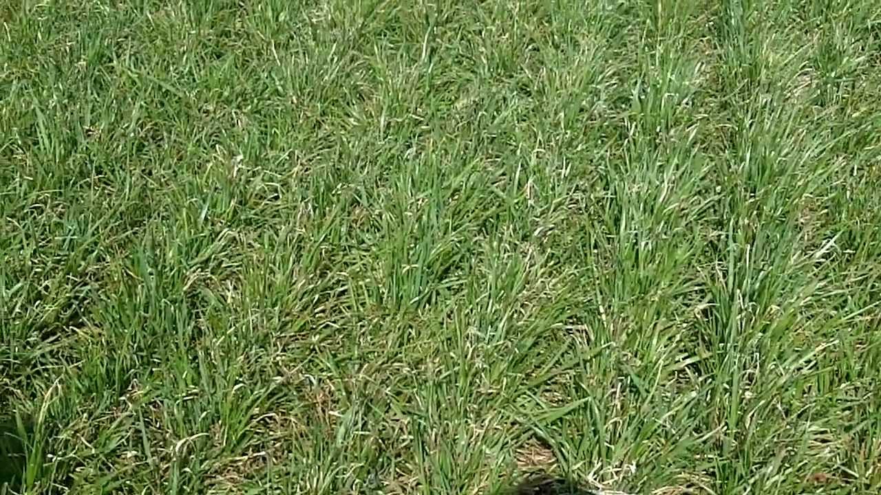 Do I spray cover crop Annual Ryegrass yet? YouTube