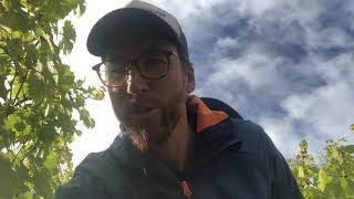 2021 Autumn Harvest At Gunderloch