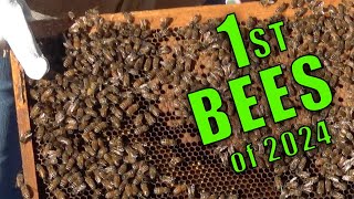First BEES of SPRING | 7 Minute Summary of 1ST Hive Inspection of 2024 #beekeeping #beehive #bee