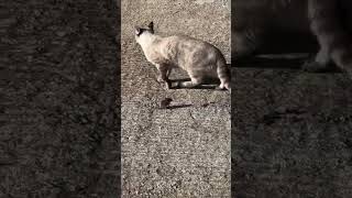 Cat Chases Mouse as It Tries to Escape