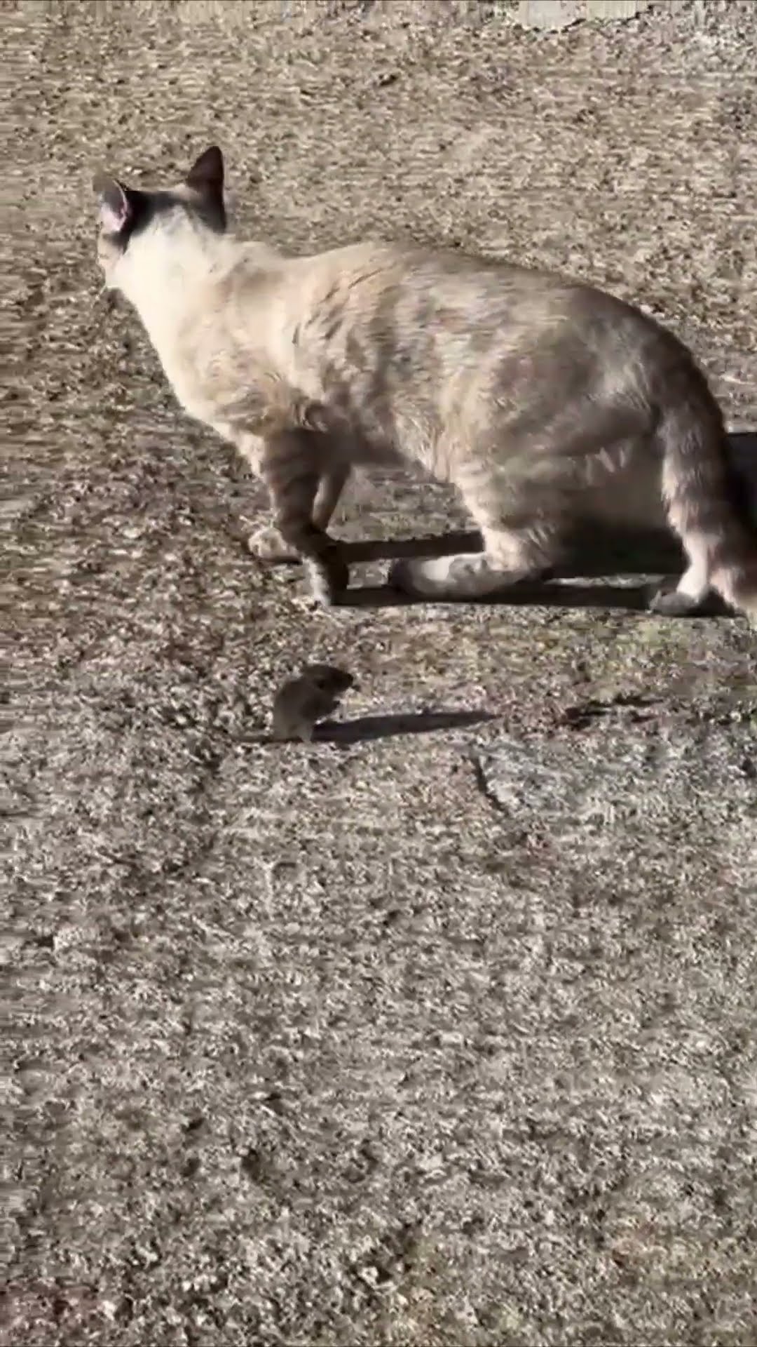 Cat Chases Mouse as It Tries to Escape