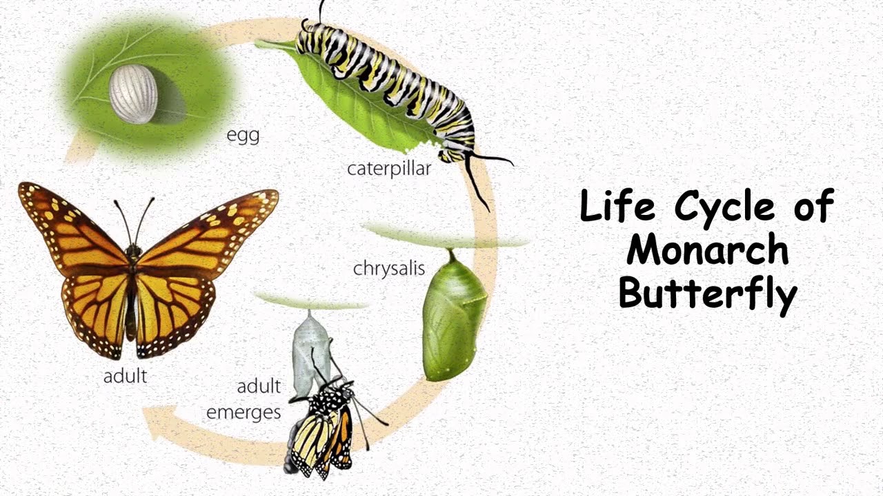 Превращение гусеницы в бабочку для детей картинки
