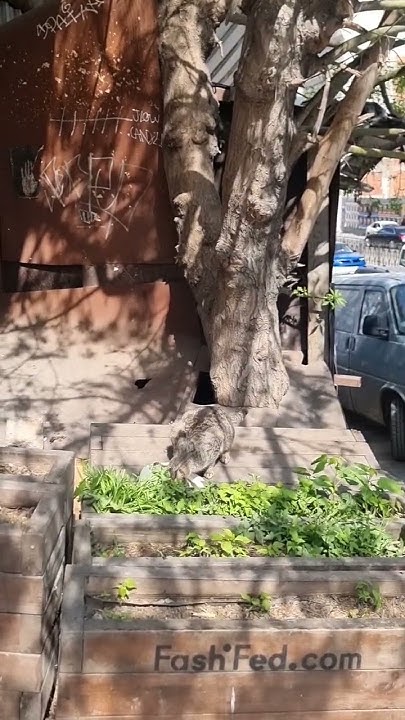 does-cat-eat-grass-funny-cat-catsofistanbul-turkish-animals