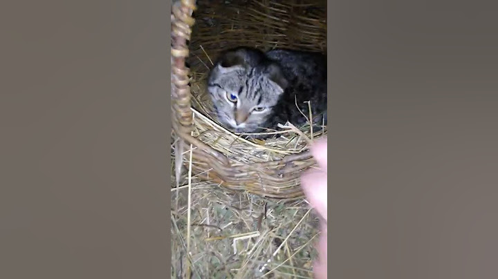 ОБНАГЛЕВШИЙ КОТ! Я ПОСТАВИЛ ЕГО НА МЕСТО😡😡😡😰