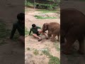 The keeper and the baby elephant playfully tease each other #elephant #babyelephant #animals #cute