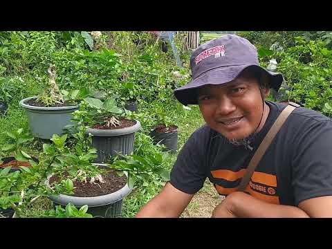 Cara Bikin Tanah Liat Untuk Bonsai Pemula Wajib Tahu #tutorial