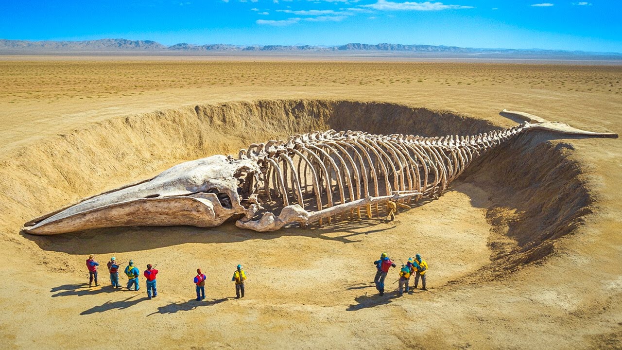 Ce Qu un Cimeti re De Baleines Fait Au Milieu Du Sahara YouTube ce-qu-un-cimeti-re-de-baleines-fait-au-milieu-du-sahara-youtube