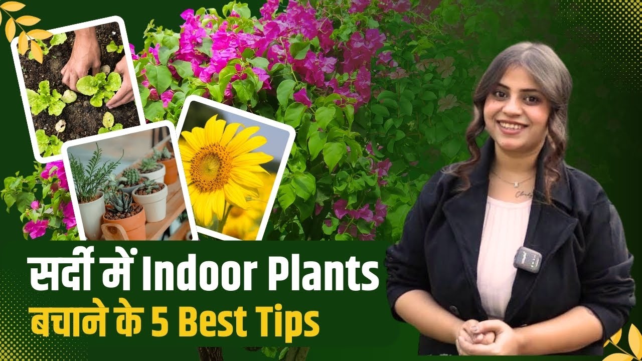 Best Tips to take care of Indoor Plants in Winter | Best Indoor Plants in India | Pariworld