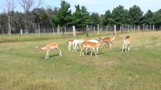 A Flock Of Deer-