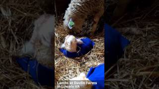 Lambs at Davlin Farm in Lincoln VA