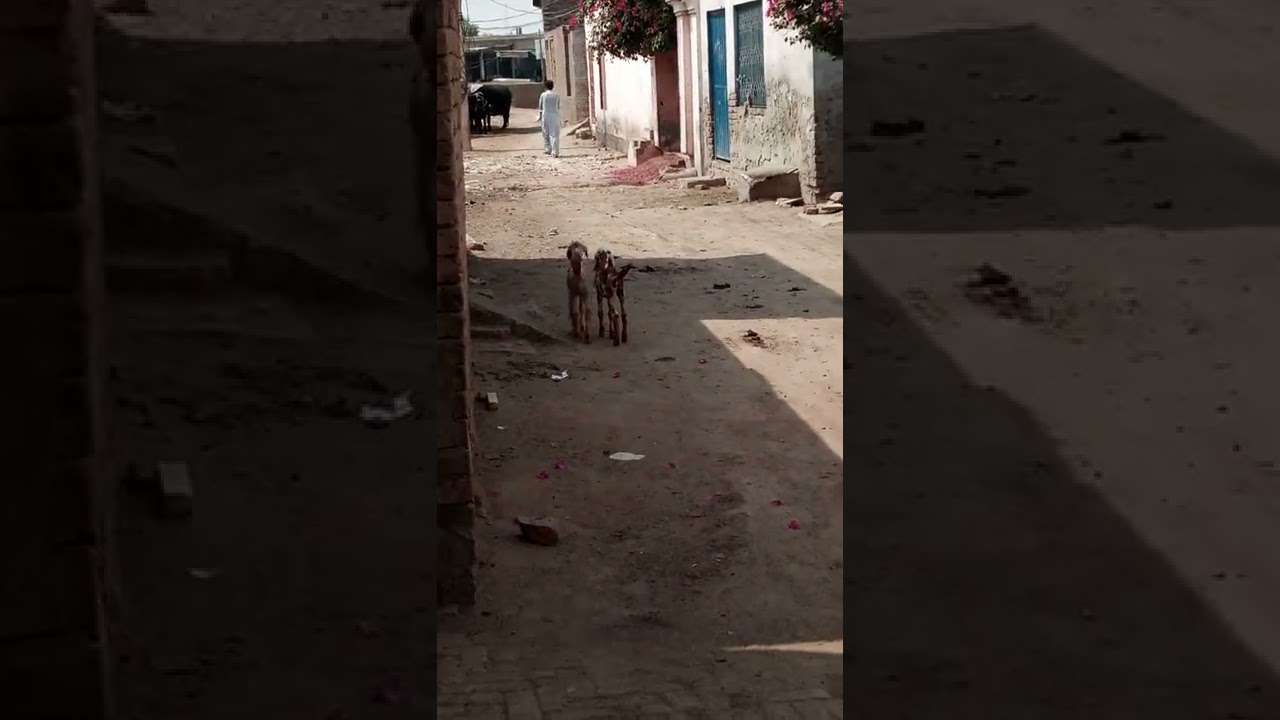 baby crying for mom 😭 || Unseen Wildlife 