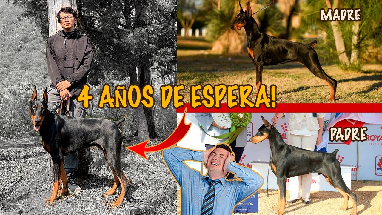 ASÍ conseguí el DOBERMAN de mis SUEÑOS